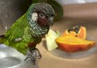 CETRAS BAMIN resgata e reabilita ave que ganhará um novo lar em Foz do Iguaçu