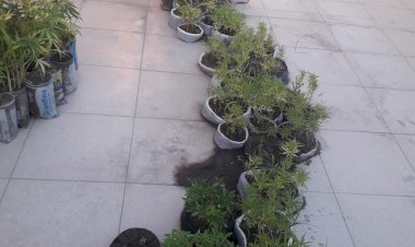 Polícia Militar apreende 3 mil pés de maconha na cidade de Caetité