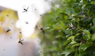 Sobe para 43 o número de mortos pela dengue na Bahia