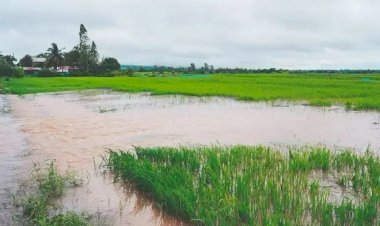 Não faltará arroz no Brasil, mas restrições em vendas podem impactar em alta de preços, diz presidente da Faeb