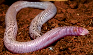 Nova espécie de cobra-de-duas-cabeças é descoberta na Bahia em área da BAMIN