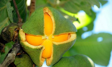Lei institui política de valorização do pequi e outros frutos do Cerrado