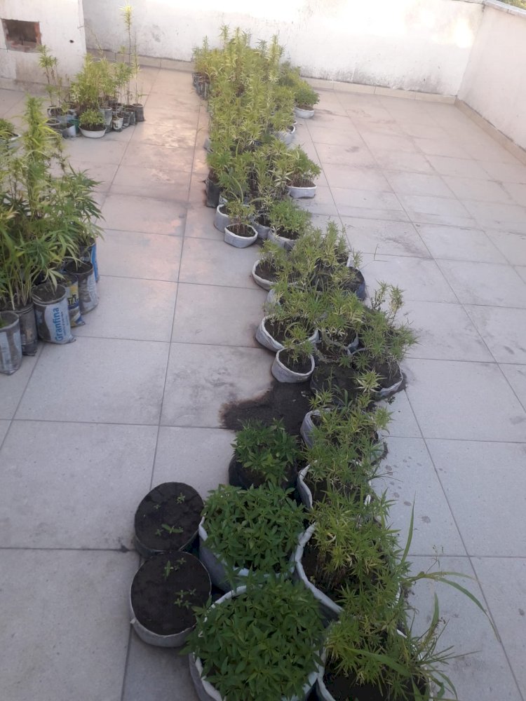 Polícia Militar apreende 3 mil pés de maconha na cidade de Caetité